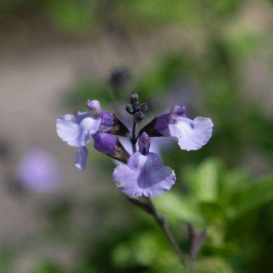 Salvia 'So Cool Pale Blue'