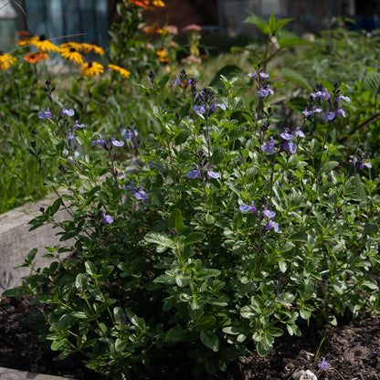 Salvia 'So Cool Pale Blue'