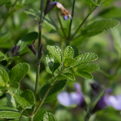 Salvia 'So Cool Pale Blue'