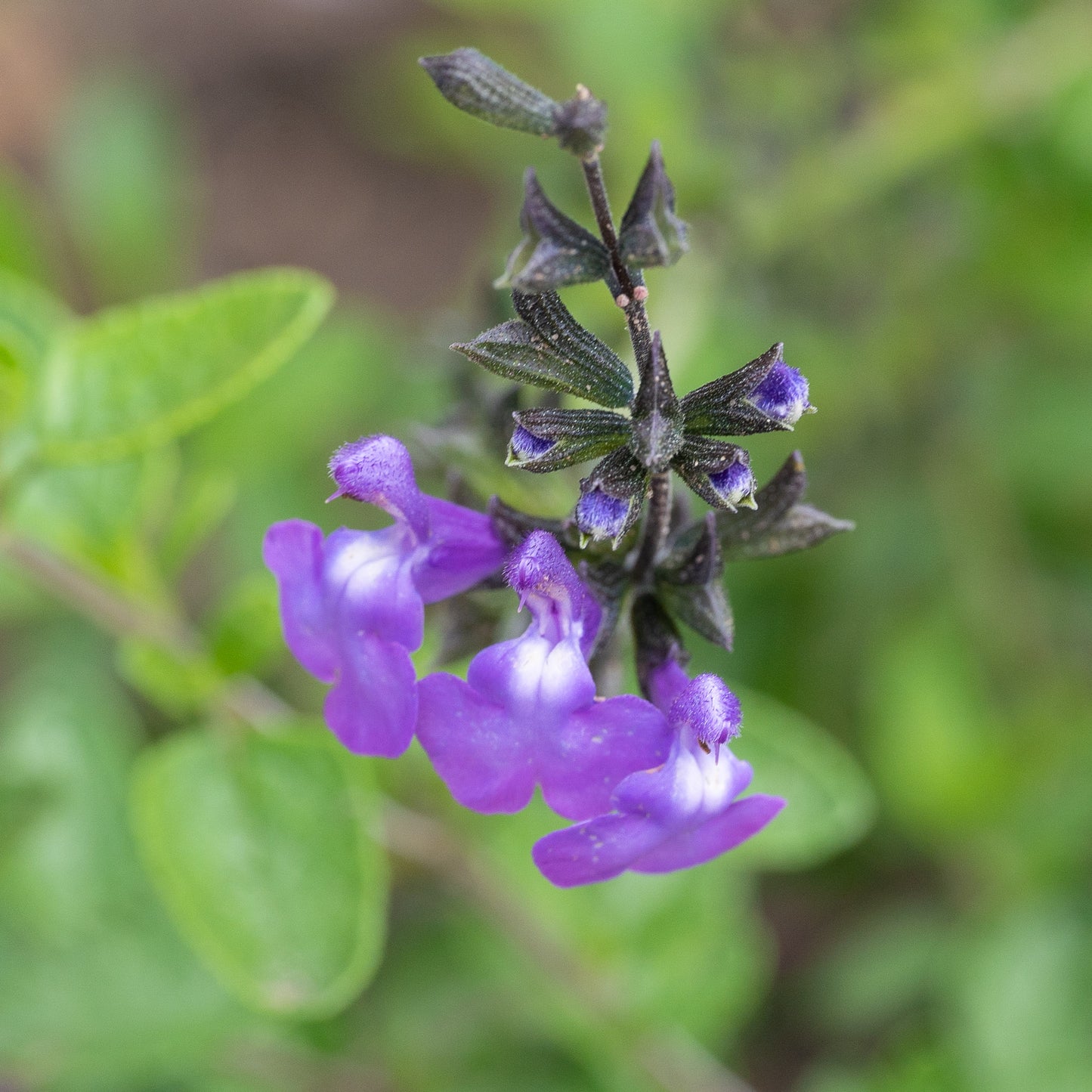 Salvia 'Violin Music'