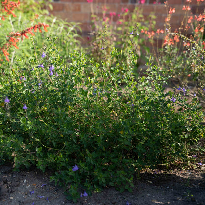 Salvia 'Violin Music'