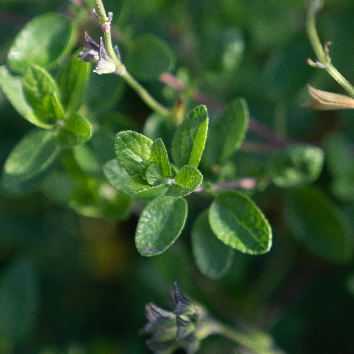 Salvia 'Violin Music'