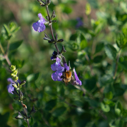 Salvia 'Violin Music'