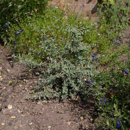 Salvia africana-lutea 'Kirsten Bosch'