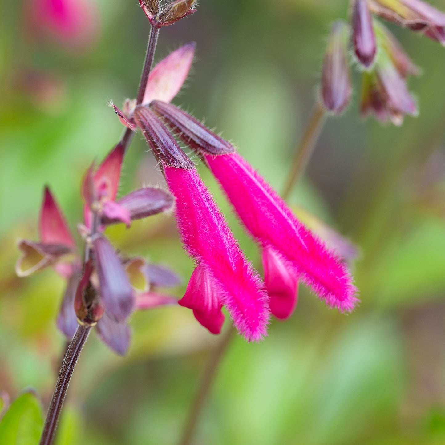 Salvia buchananii