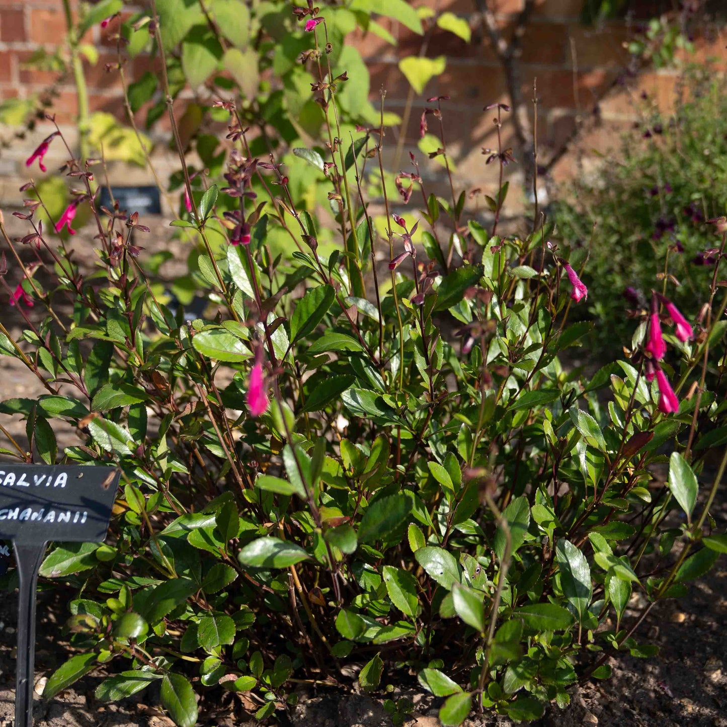 Salvia buchananii