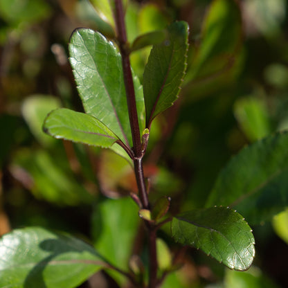 Salvia buchananii