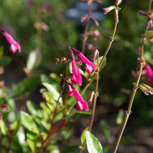 Salvia buchananii