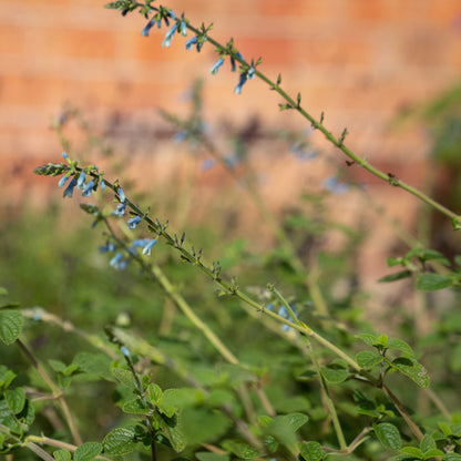 Salvia bullulata