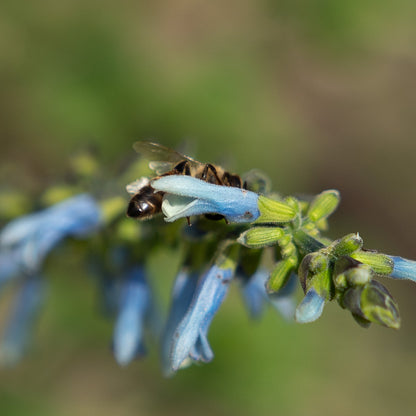 Salvia bullulata