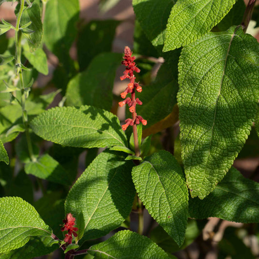 Salvia confertiflora