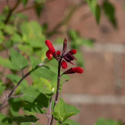 Salvia fulgens