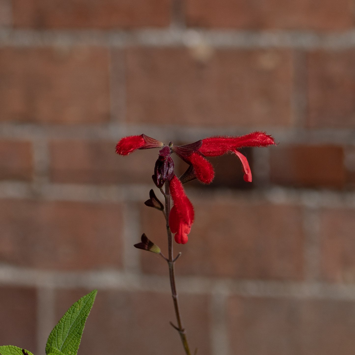 Salvia fulgens