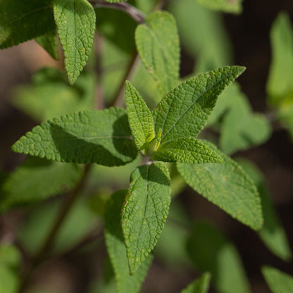 Salvia fulgens