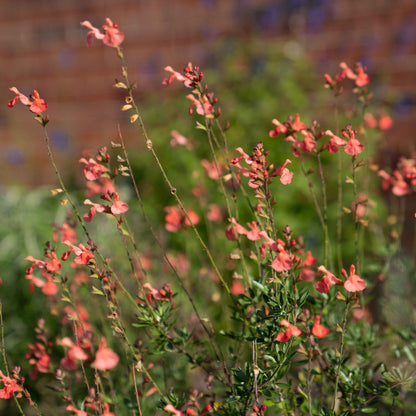 Salvia greggii 'Peach Cobbler'