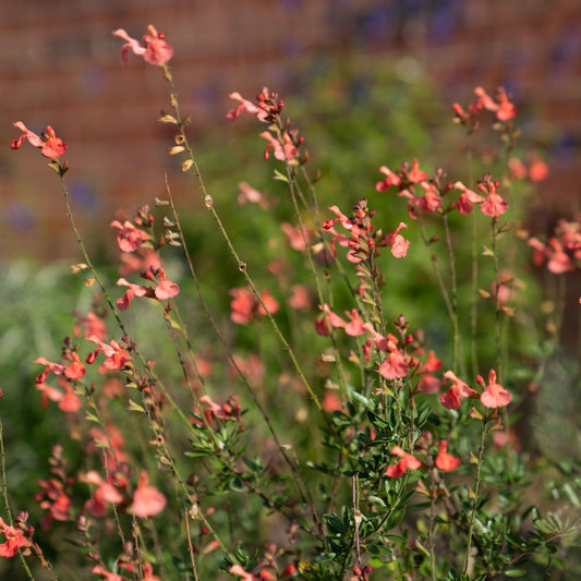 Salvia greggii 'Peach Cobbler'