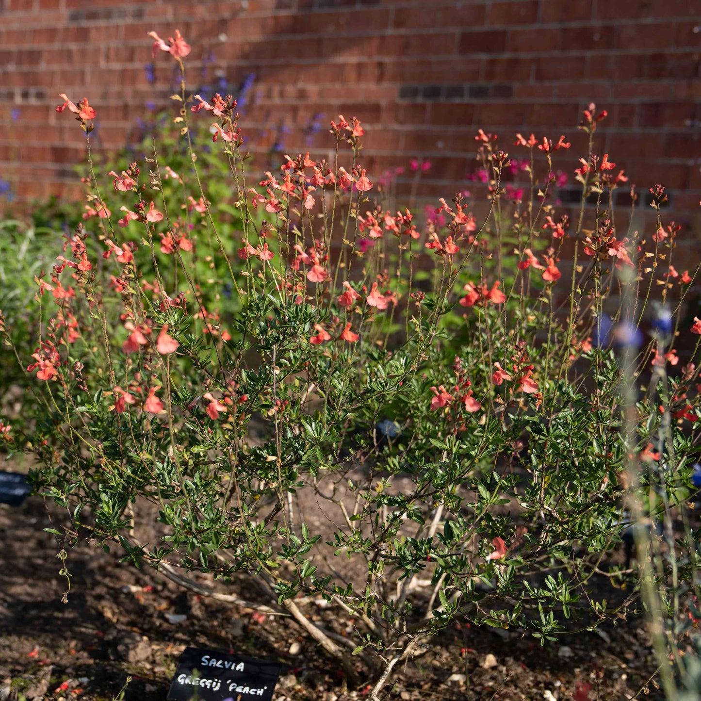 Salvia greggii 'Peach Cobbler'