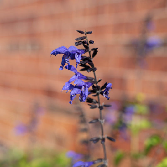 Salvia guaranitica 'Black & Bloom'