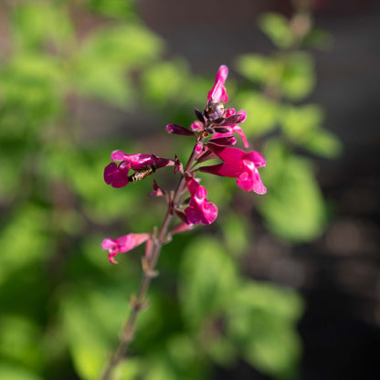 Salvia involucrata 'Joan'