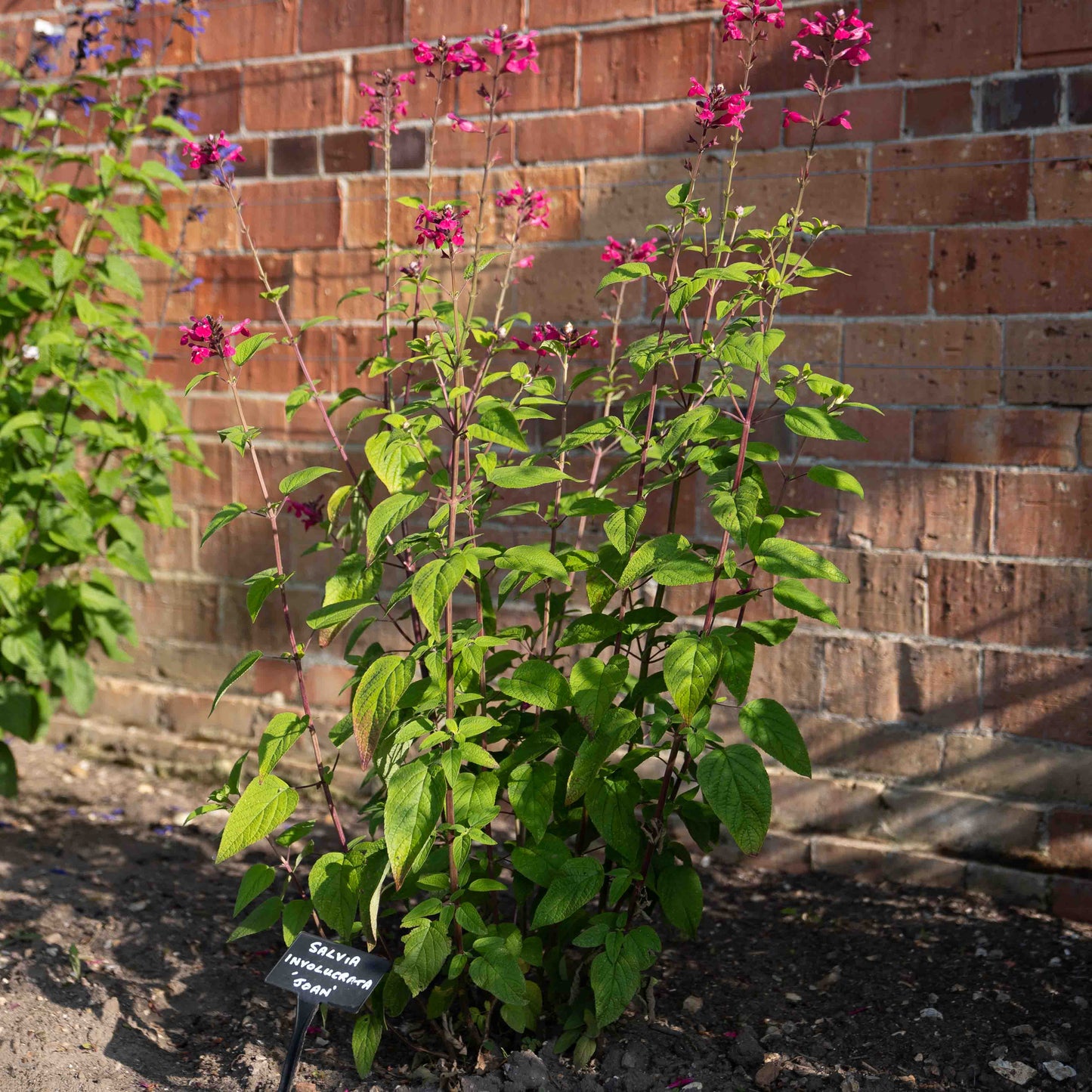 Salvia involucrata 'Joan'