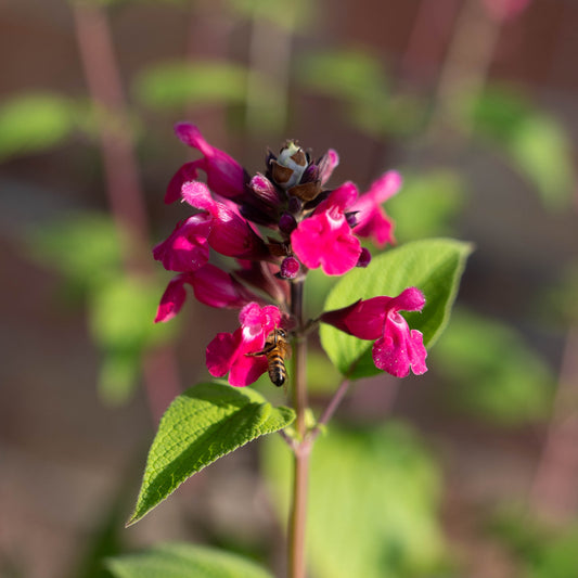 Salvia involucrata 'Joan'