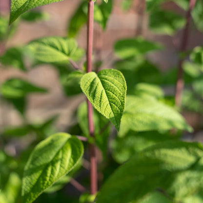 Salvia involucrata 'Joan'