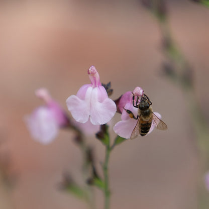 Salvia 'Peter Vidgeon'