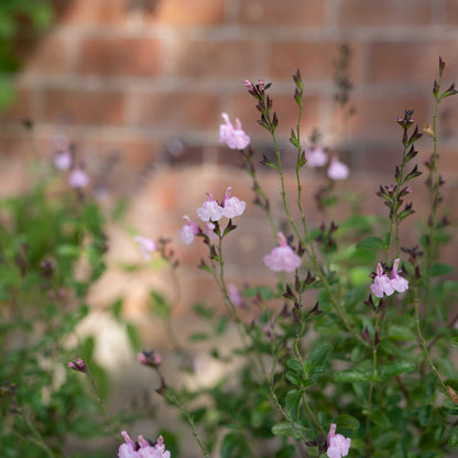 Salvia 'Peter Vidgeon'