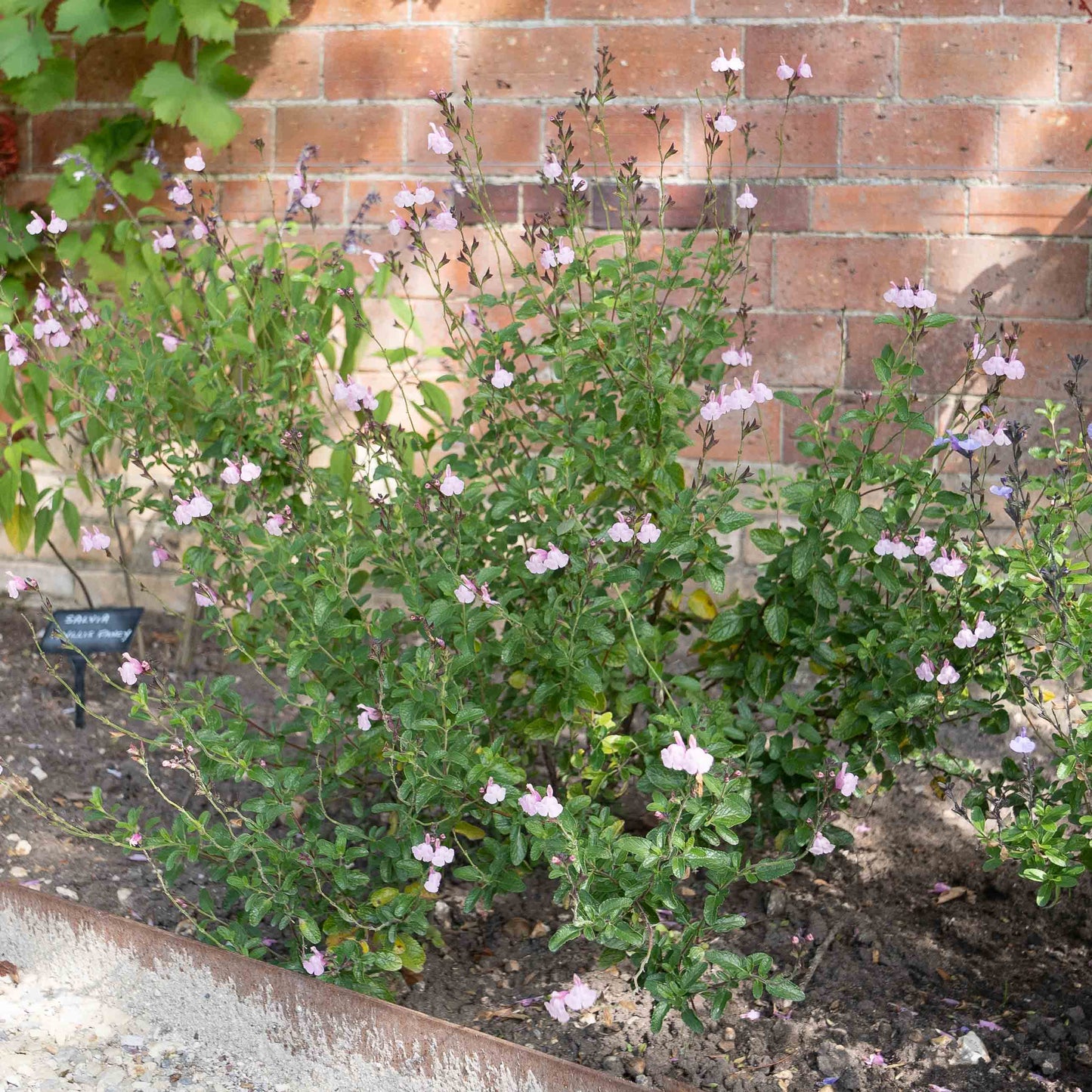 Salvia 'Peter Vidgeon'