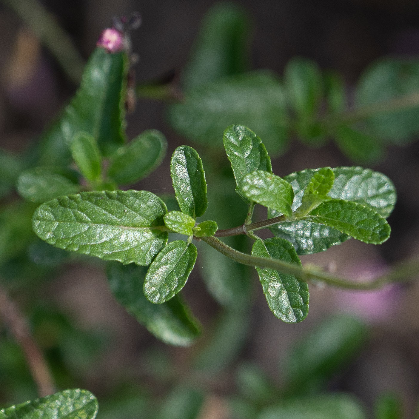 Salvia 'Peter Vidgeon'