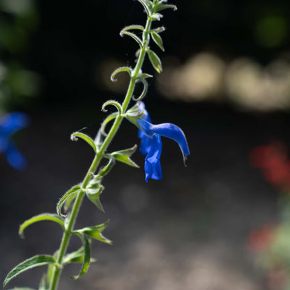 Salvia patens