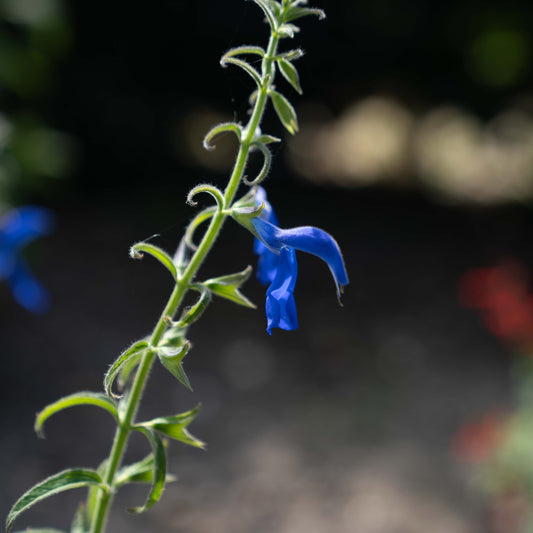 Salvia patens