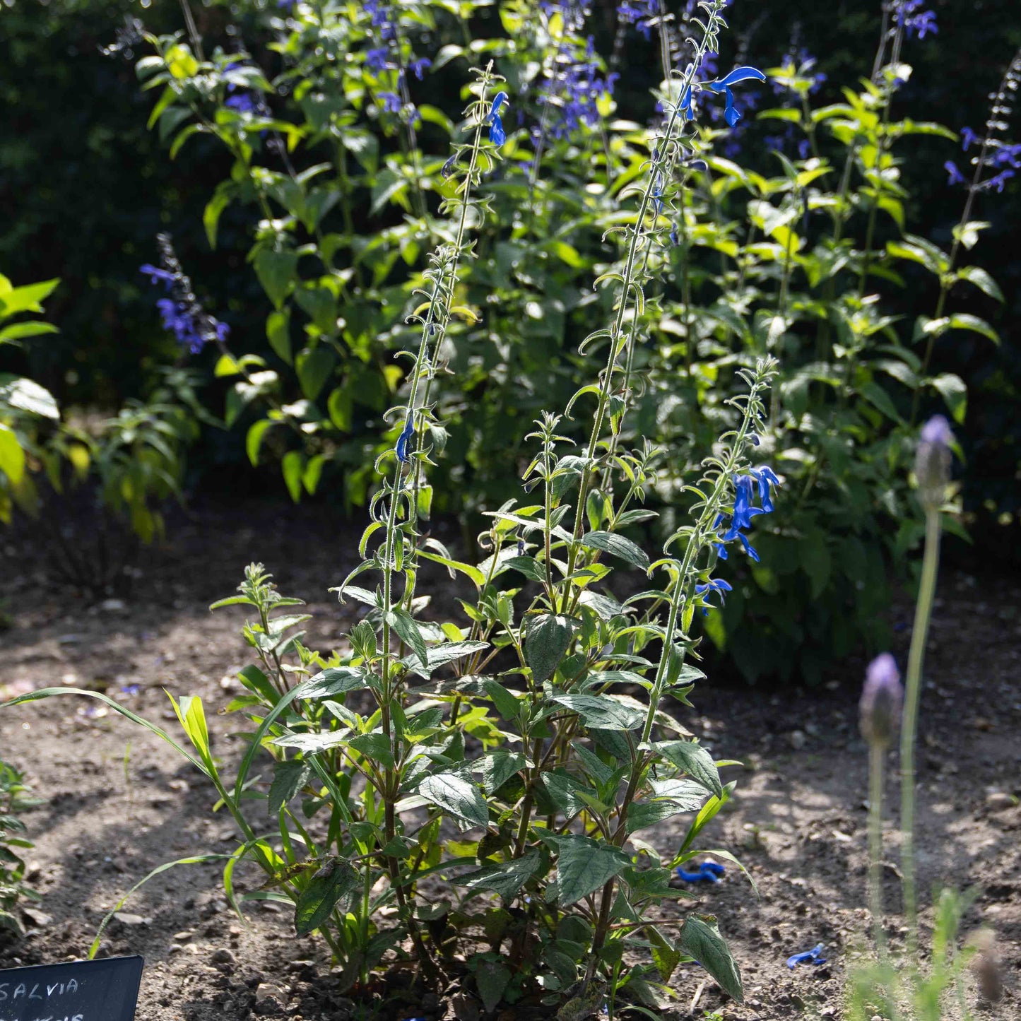 Salvia patens