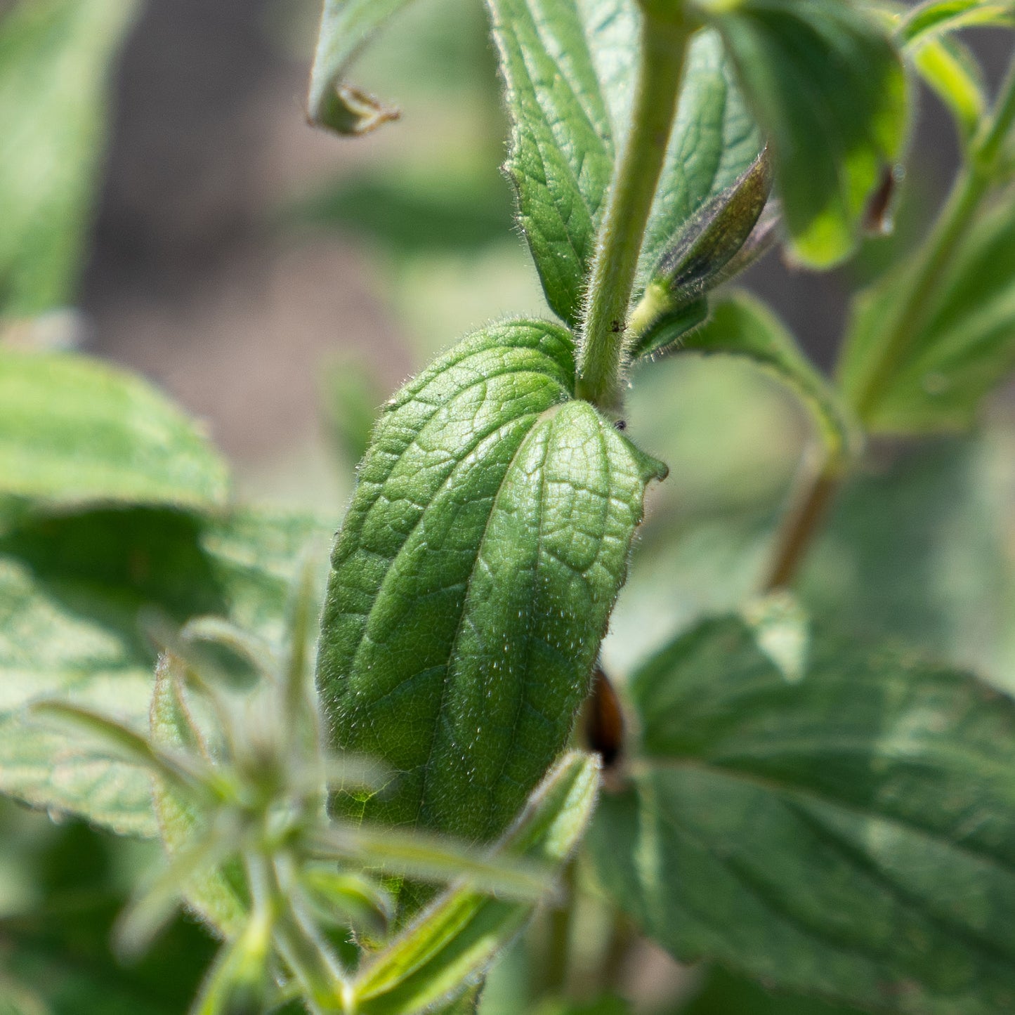 Salvia patens