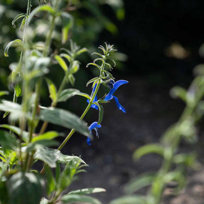 Salvia patens