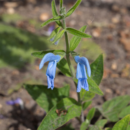 Salvia patens 'Cambridge Blue'