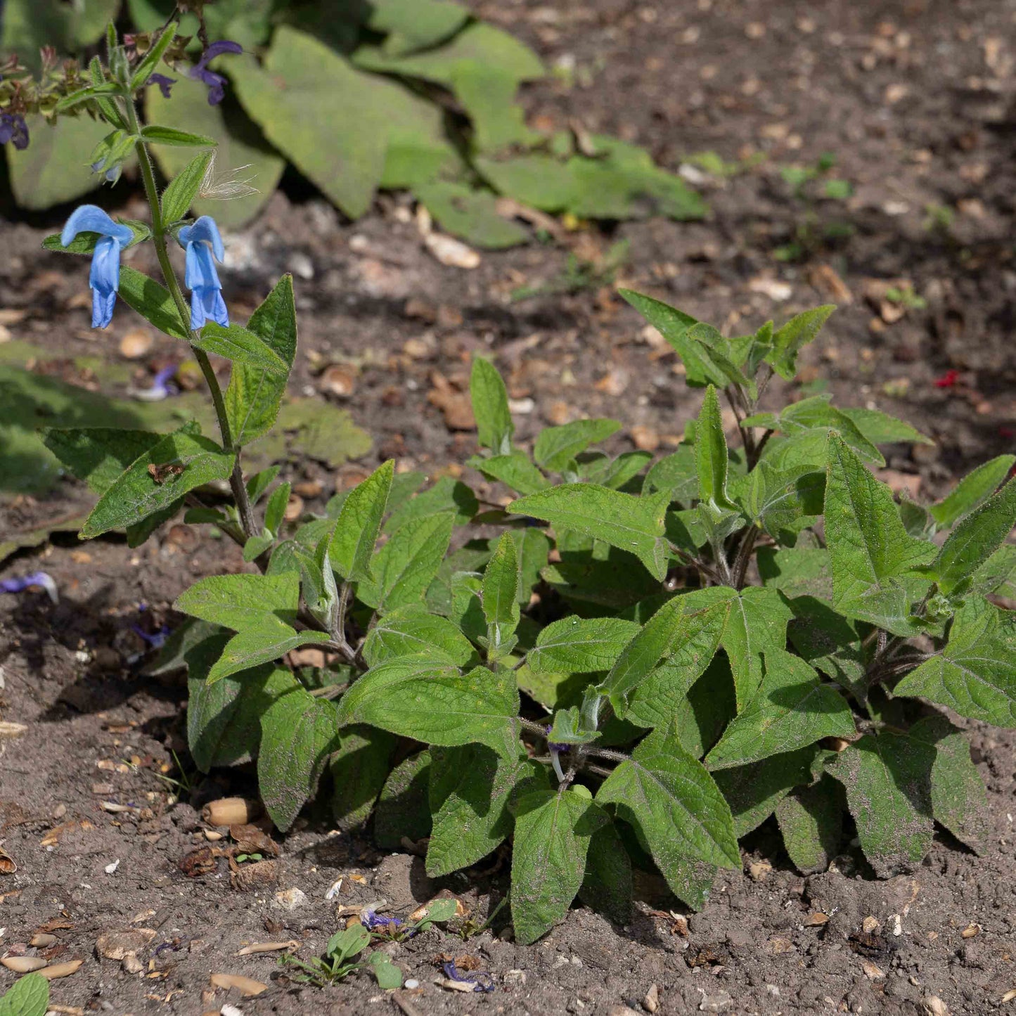 Salvia patens 'Cambridge Blue'