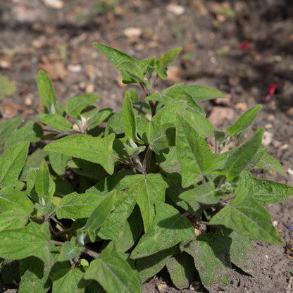 Salvia patens 'Cambridge Blue'