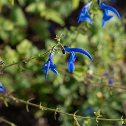 Salvia patens 'Giant Form'