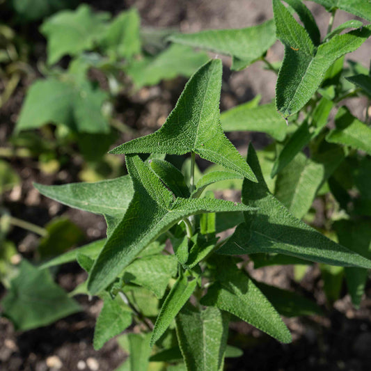 Salvia sagitatta