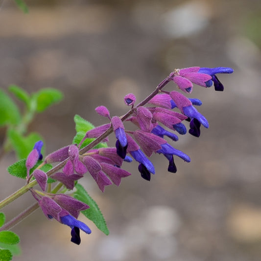 Salvia semiatrata