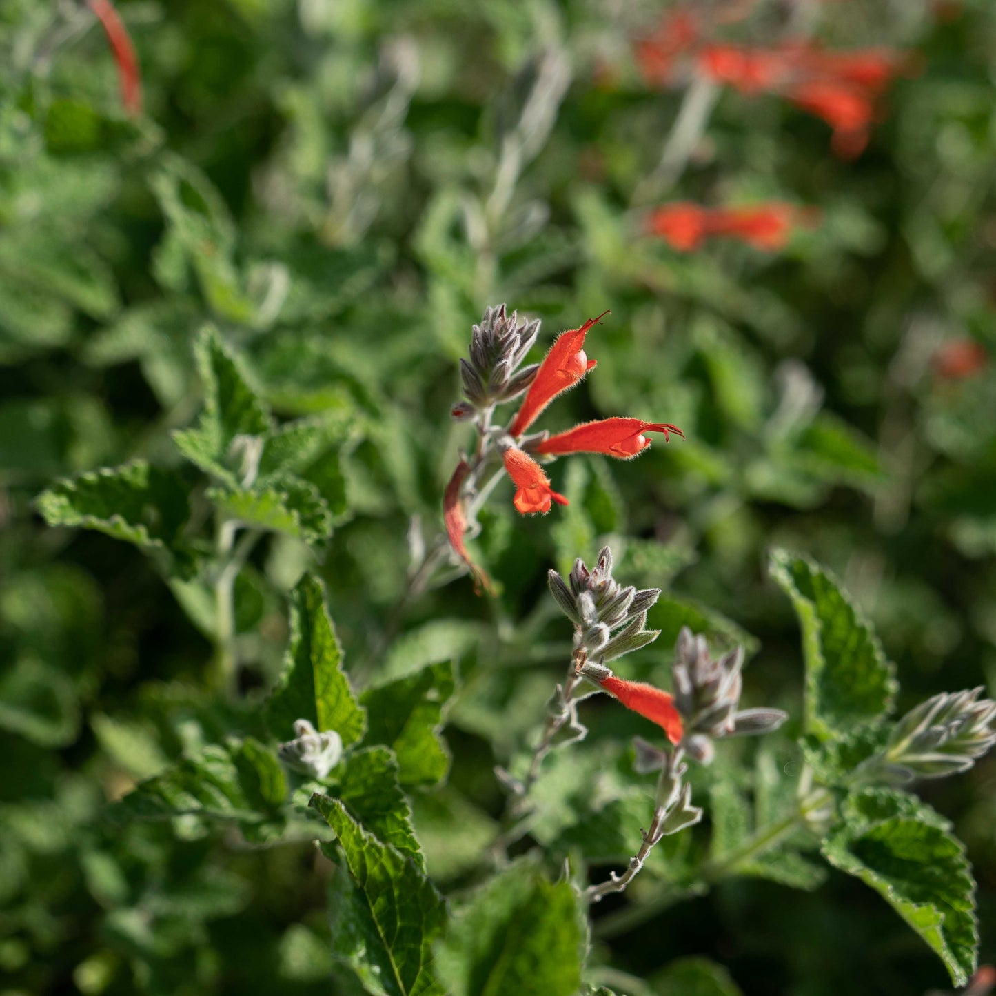 Salvia tubiflora