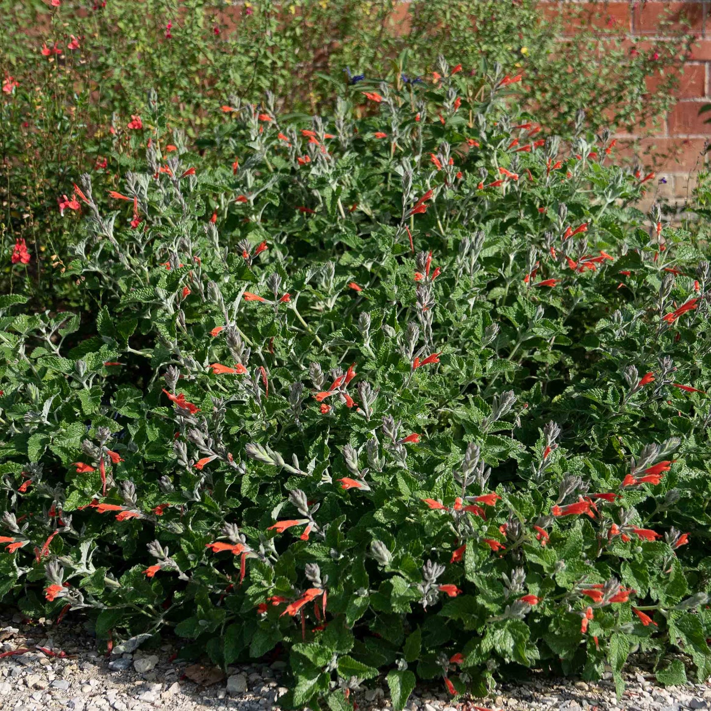 Salvia tubiflora