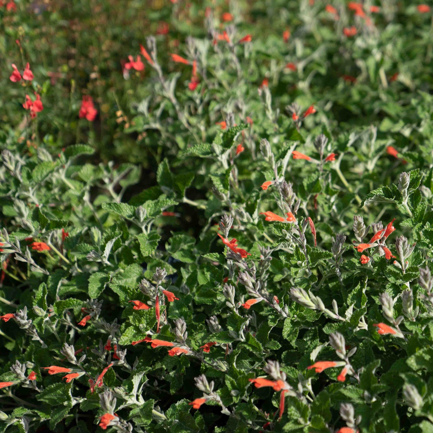 Salvia tubiflora