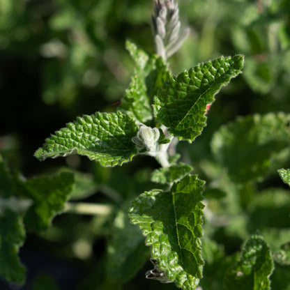 Salvia tubiflora