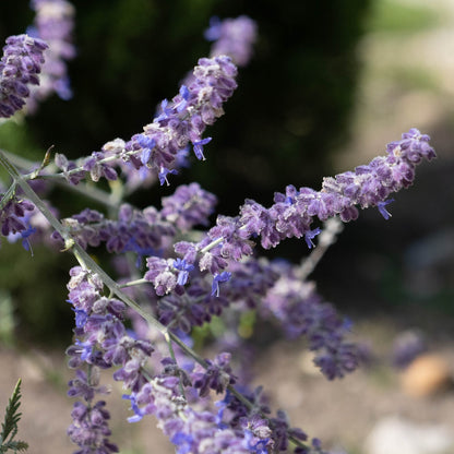 Salvia yangii