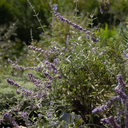 Salvia yangii