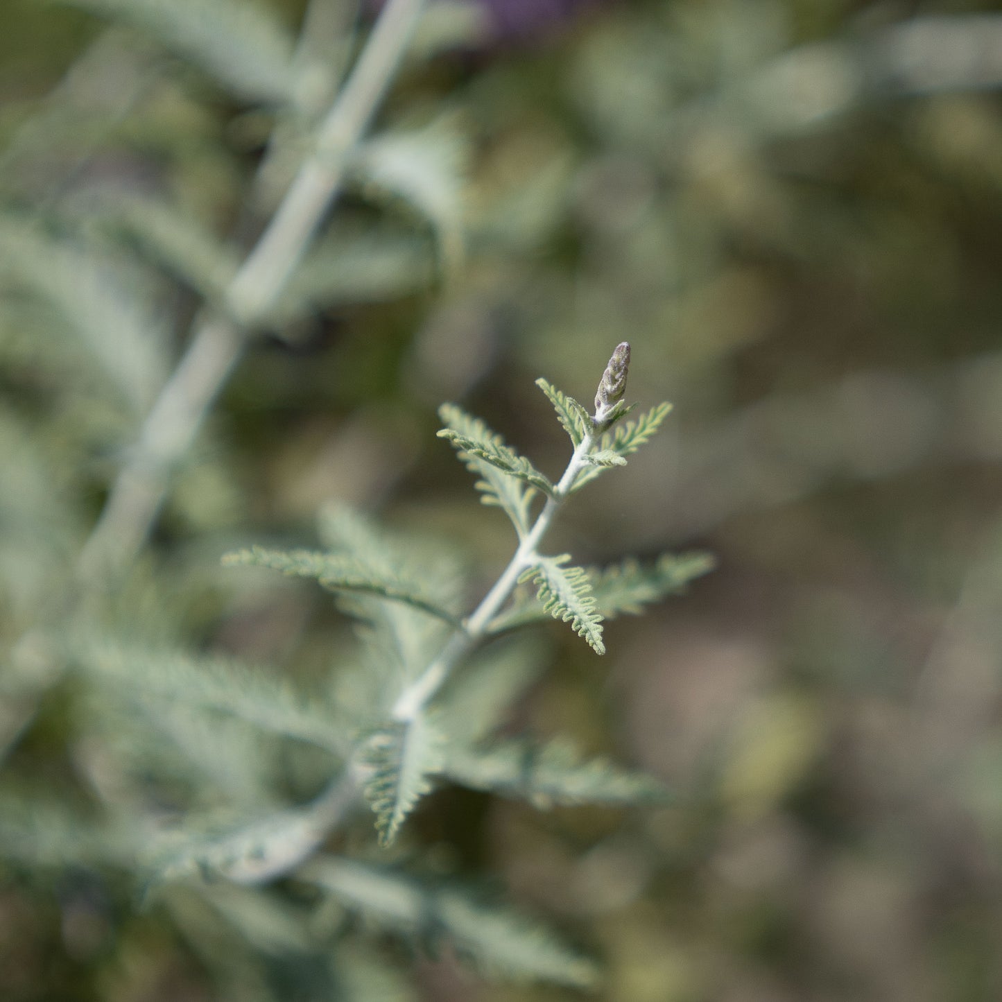 Salvia yangii