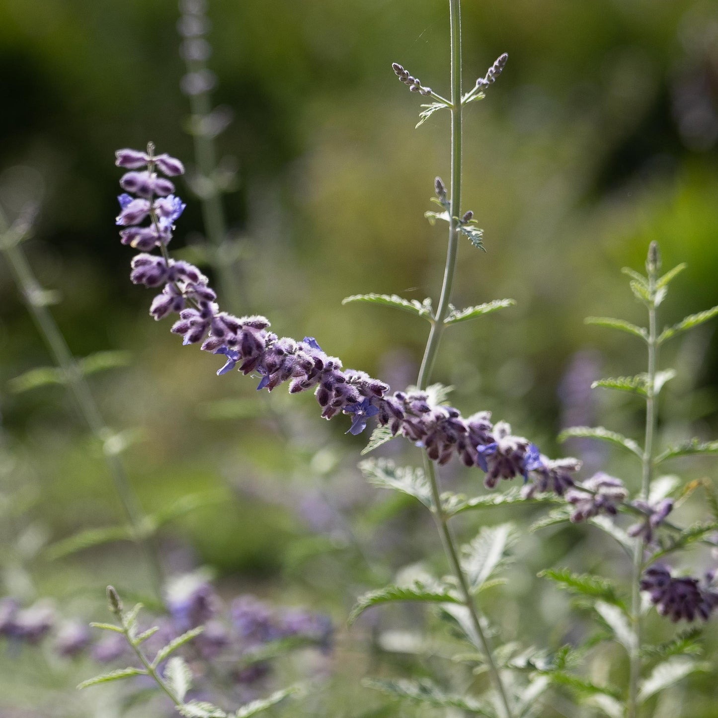 Salvia yangii