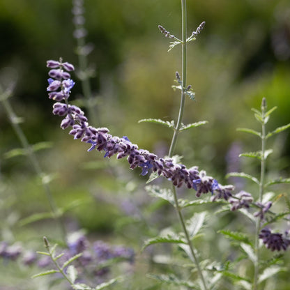 Salvia yangii